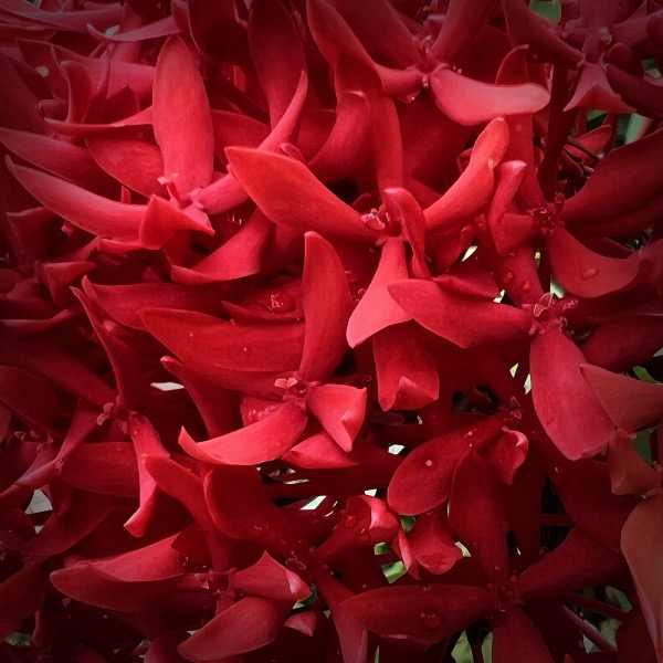 RedFlower.jpg 600��600 263K